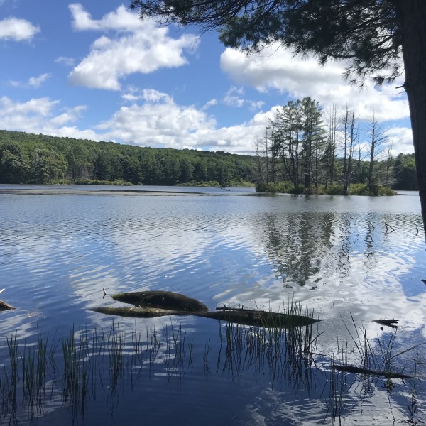 a blue pond surrounded by green trees and a blue sky 