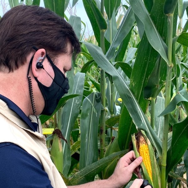 Man wearing mask inspects corn.