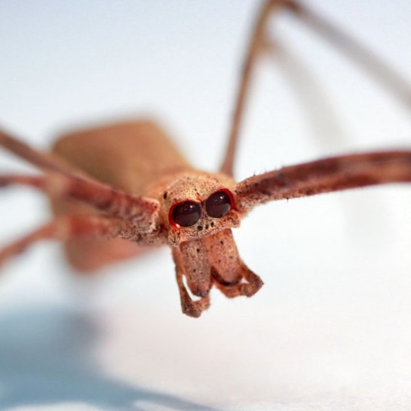 A brown spider with large black eyes