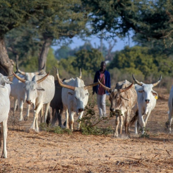 A man hurding dairy cows in a desert environment