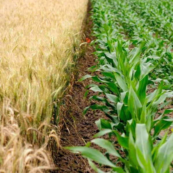 A yellow soy crop growing on the left and a green corn crop growing on the left 