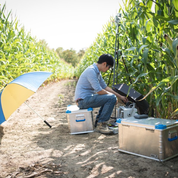 A woman sitting and doing research in a corn field