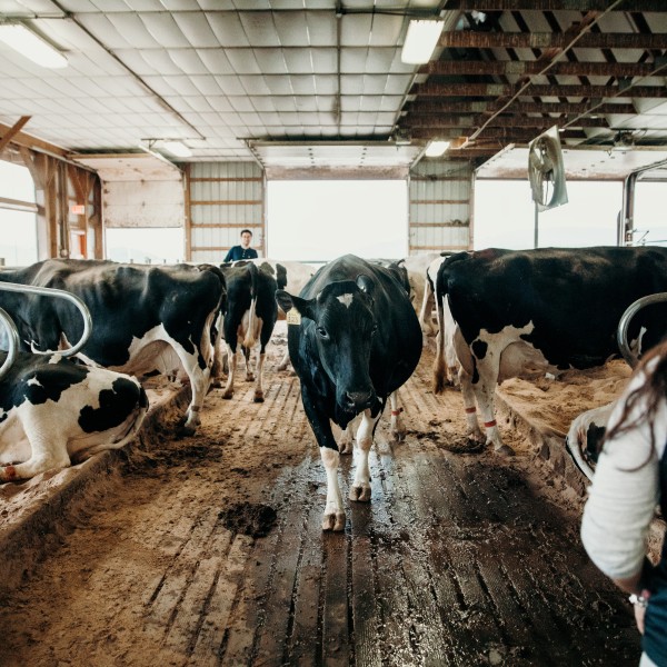 Dairy cows in Cornell’s College of Veterinary Medicine Teaching Dairy Barn.