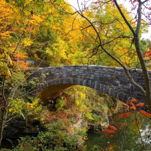 A stone foot bridge surrounded by foliage 