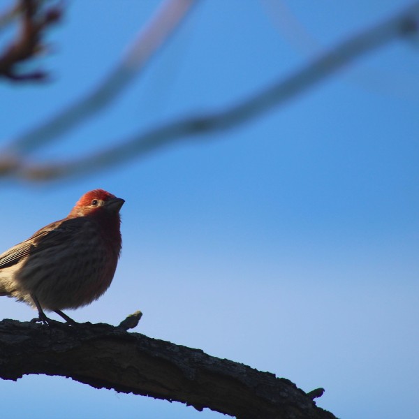 a small, red, white and brown bird on a branch