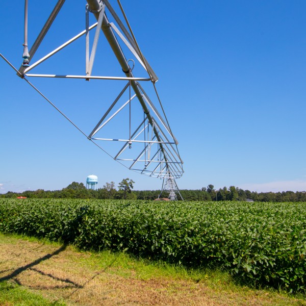 Soybeans in a field