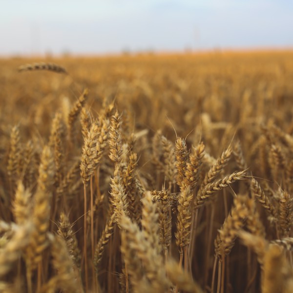 Golden oats outside in a field