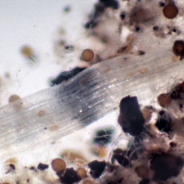 fungi grows in a lab