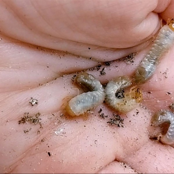 White grubs in someone's hand.