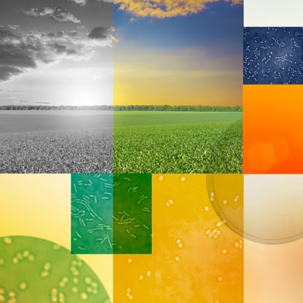 Microbes sitting on top of blue, orange and yellow colored squares