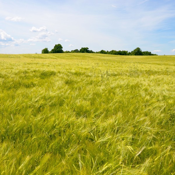 a field of malting barley growing