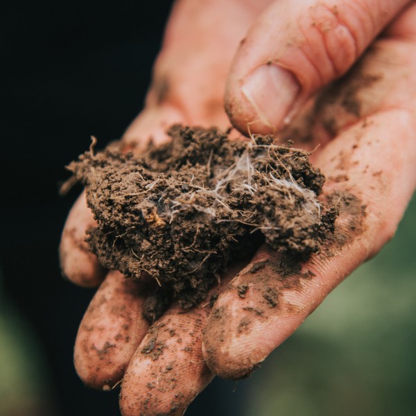 a hand holds a clump of soil