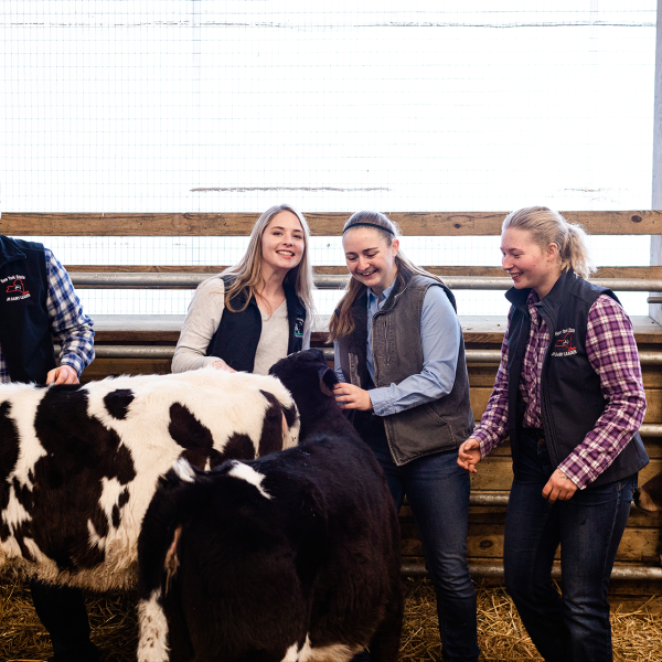 four students in a calf barn are laughing