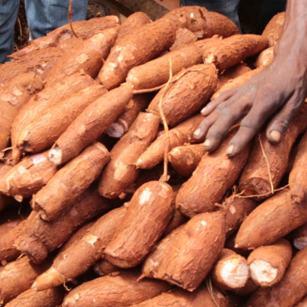 A hand touches cassava stacked in basket