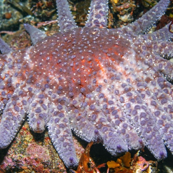 Purple and pink sea star underwater 