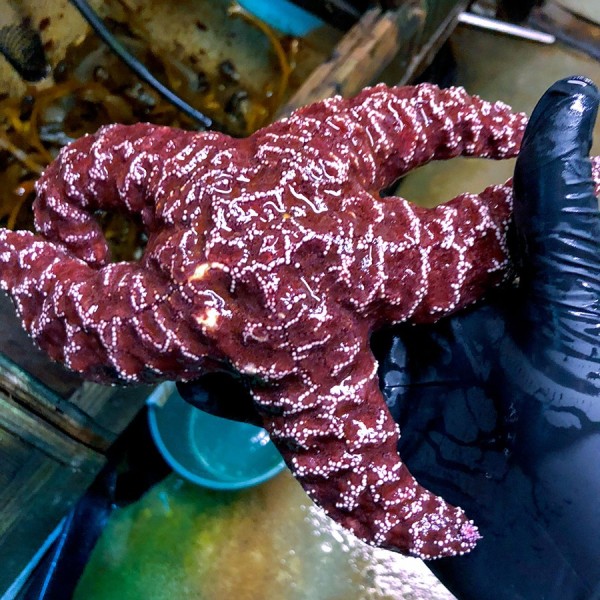 A pink starfish being held by a black gloved hand