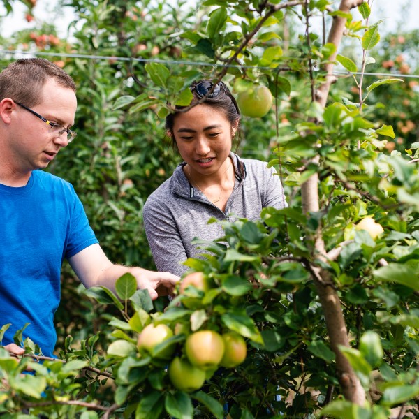 Male graduate student and female technician work in an orchard.