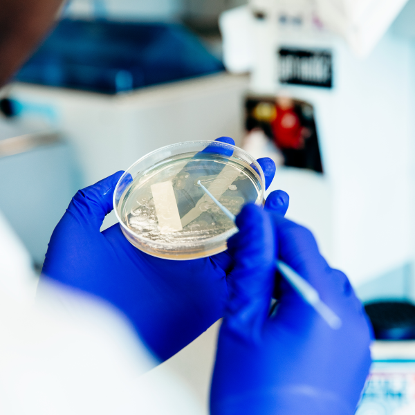 blue gloved hands hold a petri dish