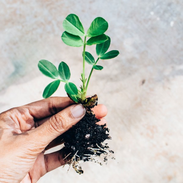 Person holding sprout with roots in soil