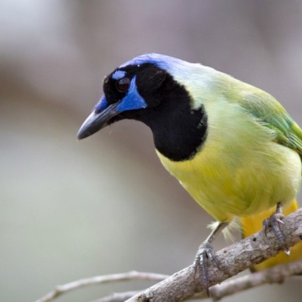 A green jay perched on a branch. 