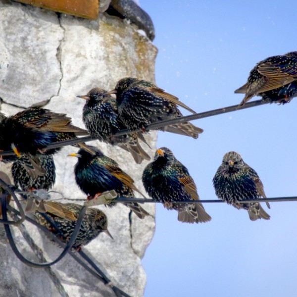 birds sitting on a wire