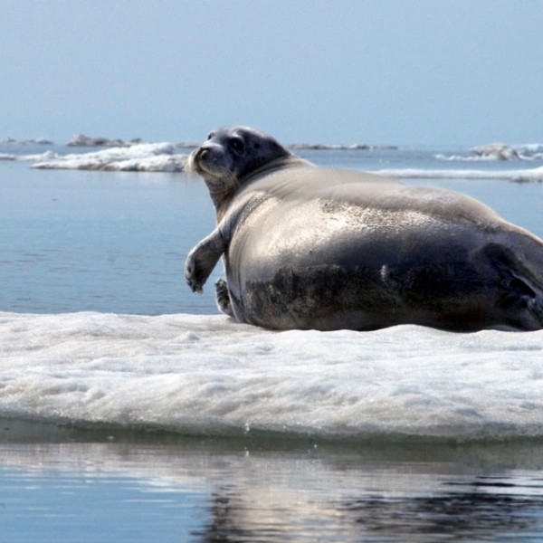 A grey bearded seal laying on a sheet of ice in the middle of water