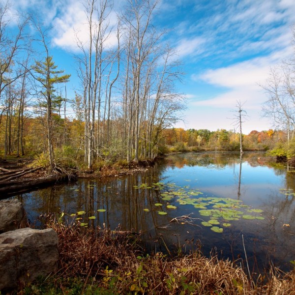 A pond surrounded by trees and a blue sky