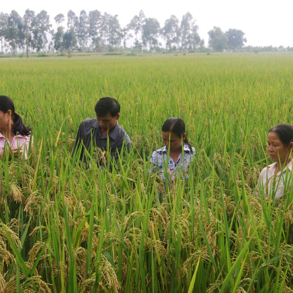 Four people standing in a rice paddy