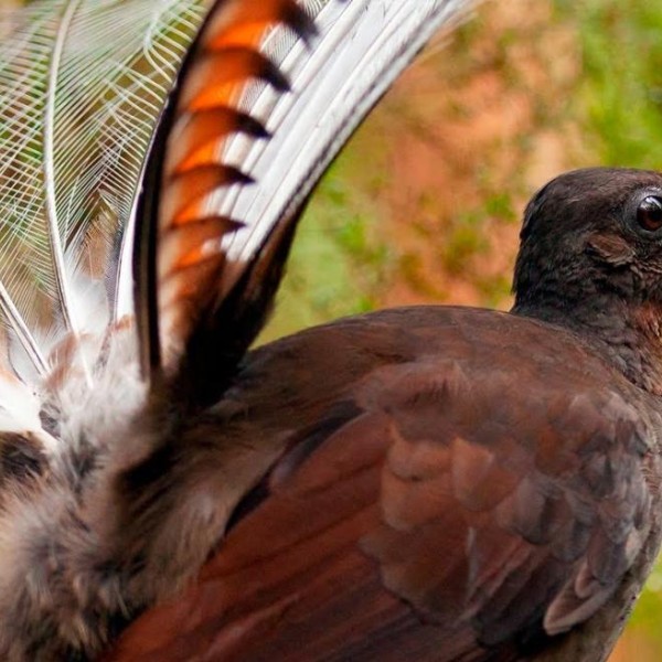 A brown bird outside with it's beak open