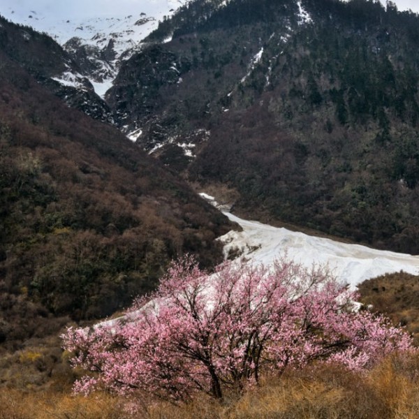 A behmi tree, a wild relative of the domesticated peach.
