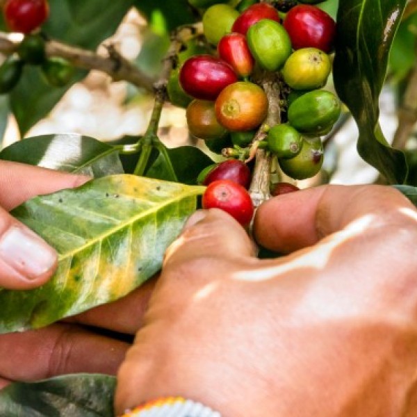shade-grown coffeebeans