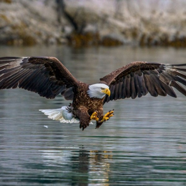 A bald eagle flying over water