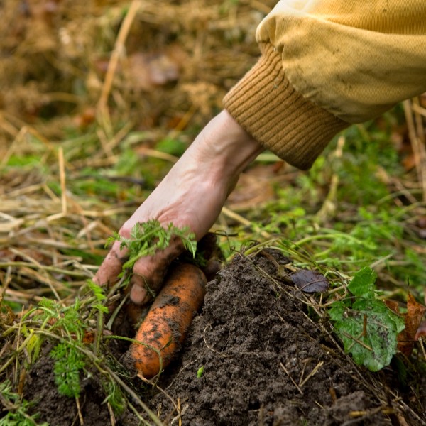 Hand pulling carrot from ground