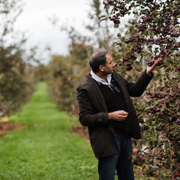 Man looks at apples in an orchard.