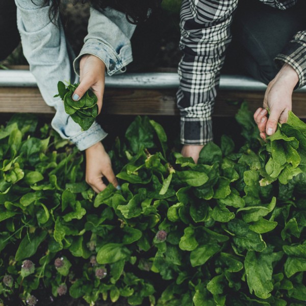 Two women harvest greens; photo shot from above looking down on their hands