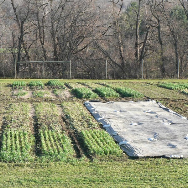 No-till tarping practices are compared side-by-side to no-till and conventional tillage in permanent beds on the Cornell Thompson Research Farm in Freeville, NY.