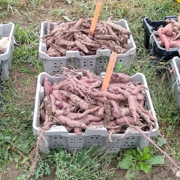 six tubs of sweet potatoes
