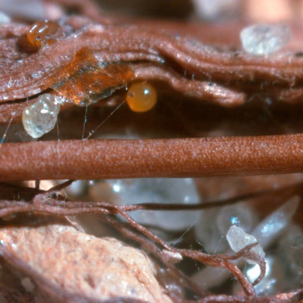 Fungus extending long filament-like structures far out into soil