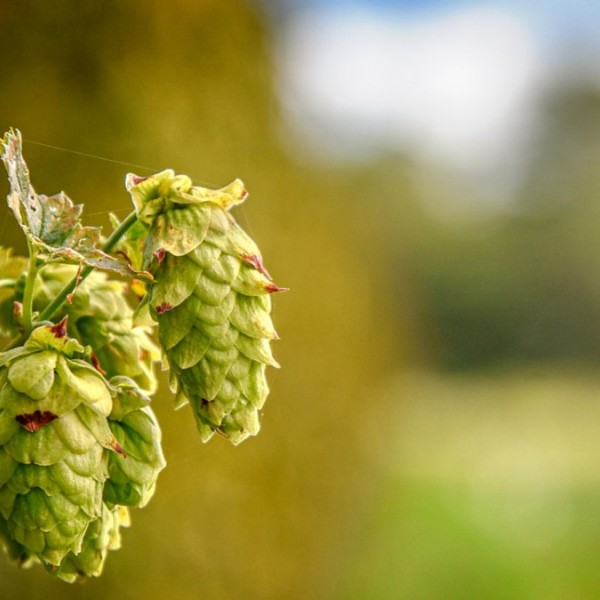 Green hops outdoors