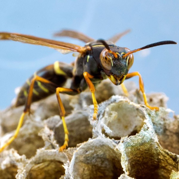 A wasp sitting on a paper wasp nest