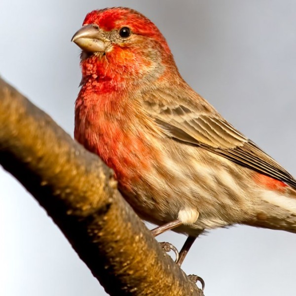 A red and gold bird sitting outside on a branch