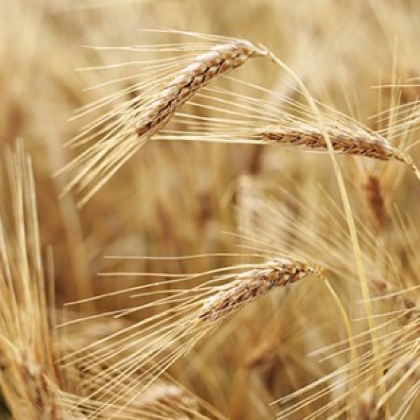wheat