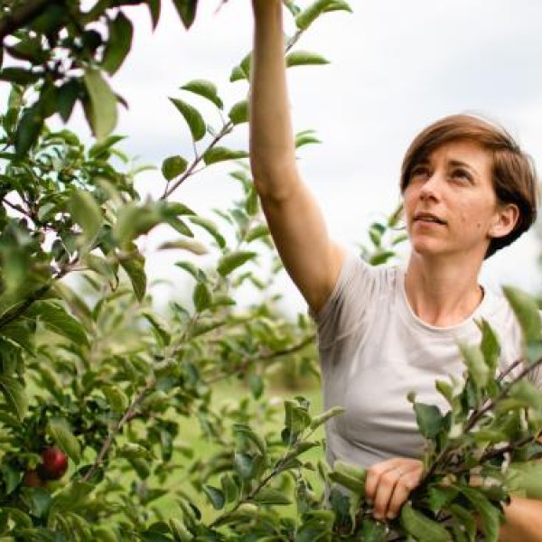 woman picking apples from a tree