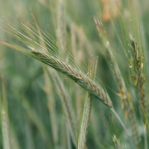 Green wheat in a field