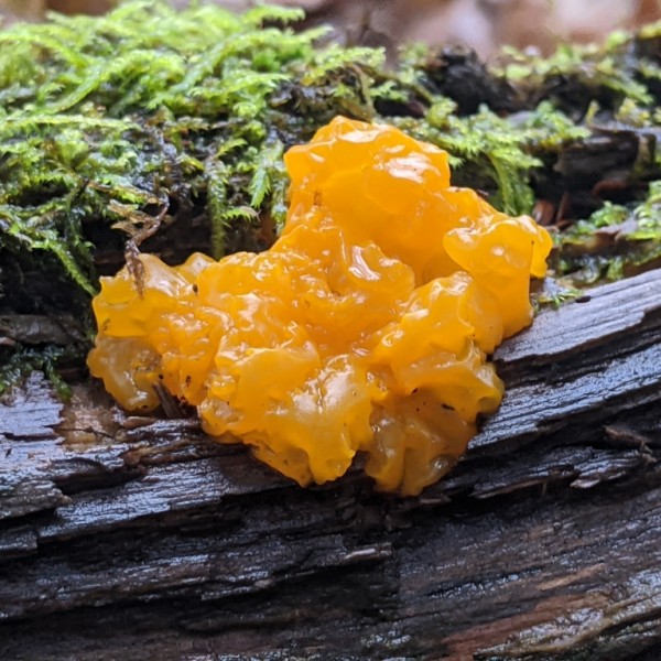 yellow fungi growing on wood