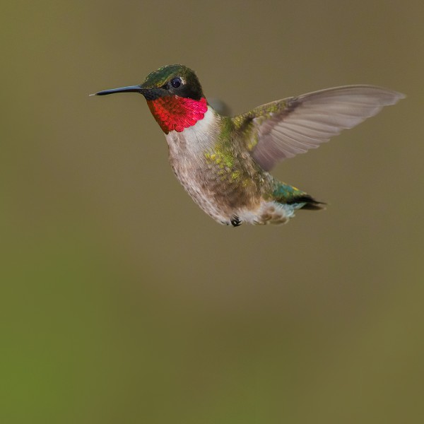 A ruby-throated hummingbird spreads its wings.
