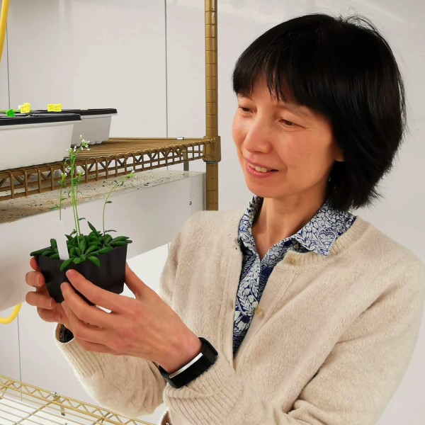 Jian Hua checking on Arabidopsis plants