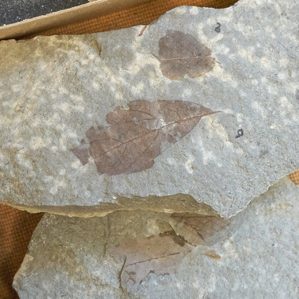 fossil leaf