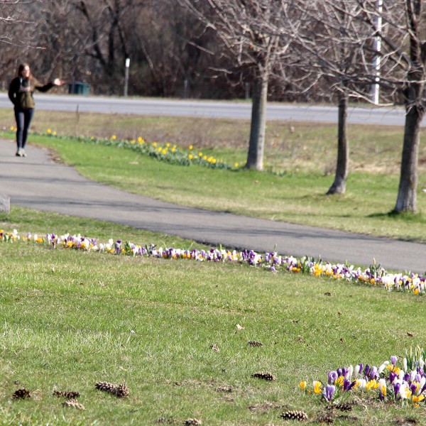 A sweep of early-season flower bulbs sprout from the lawn adjacent to a park walkway