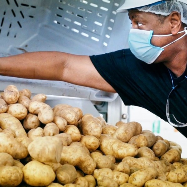 A man wearing a helmet and a face mask reaching across a big pile of potatoes